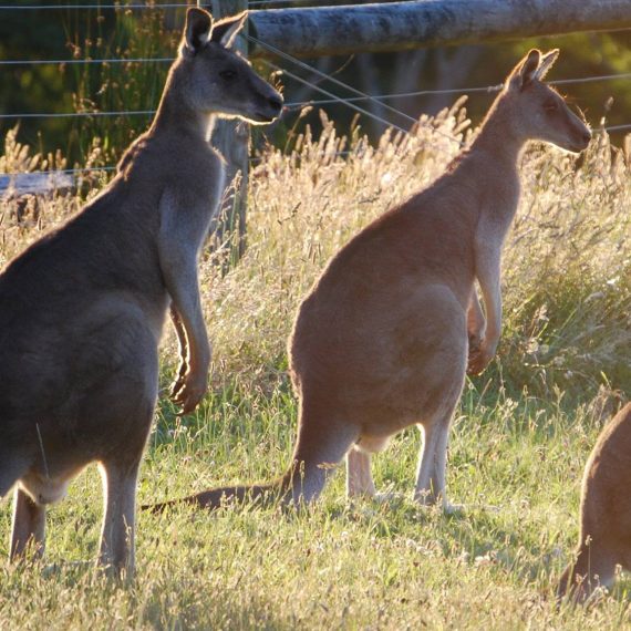 kangaroos1